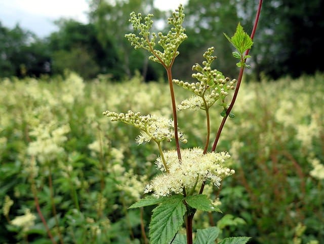 Meadowsweet (Filipendula ulmaria) plant