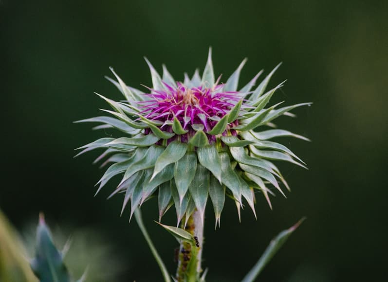 Milk Thistle (Silybum marianum) plant