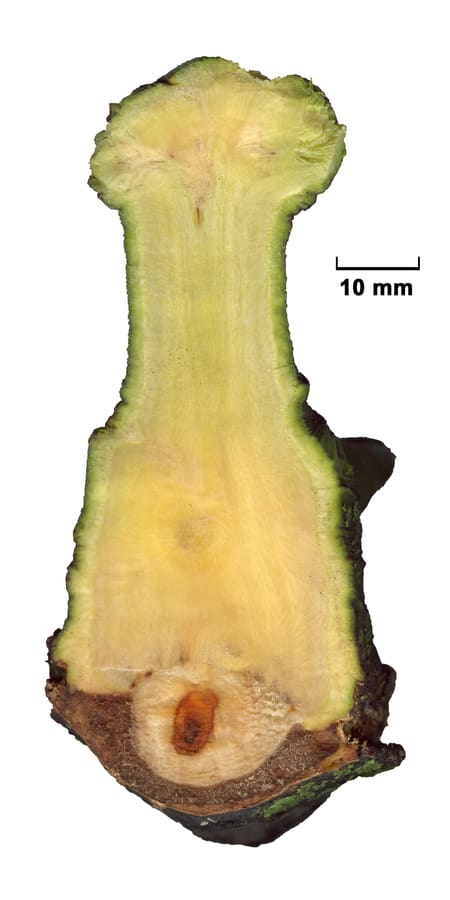 Mistletoe (Viscum album) plant