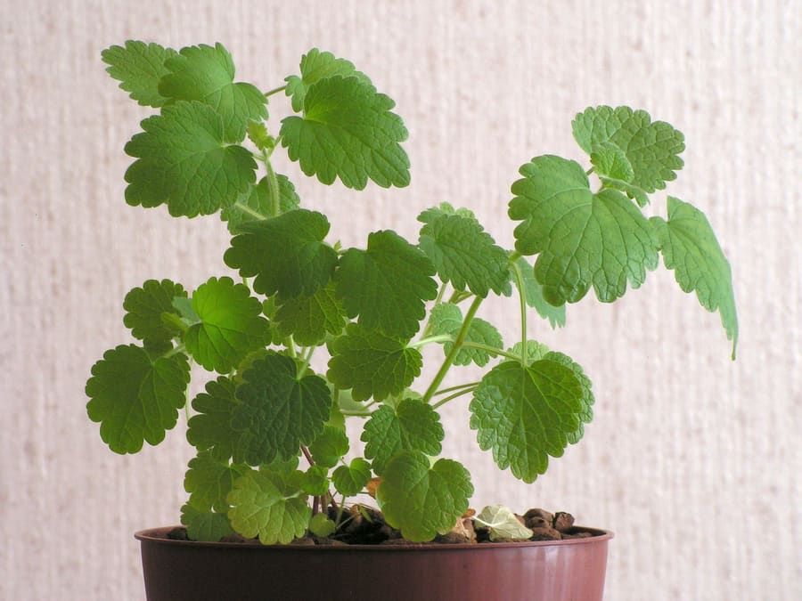 Motherwort (Leonurus cardiaca) plant