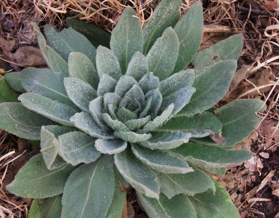 Mullein (Verbascum thapsus) plant