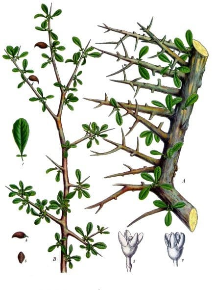 Myrrh (Commiphora molmol) plant