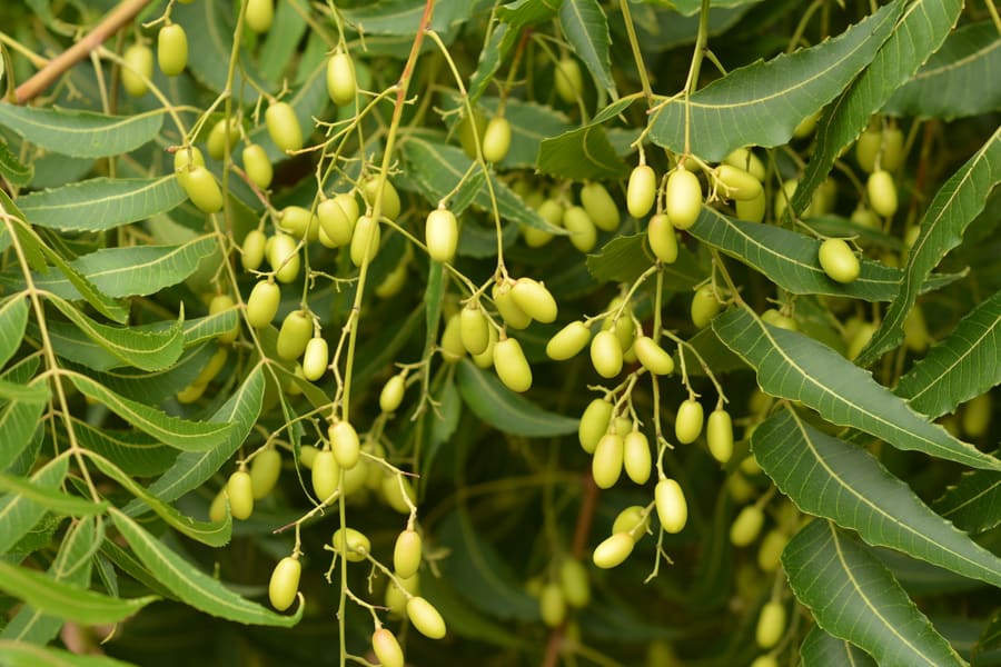 Neem (Azadirachta indica) plant