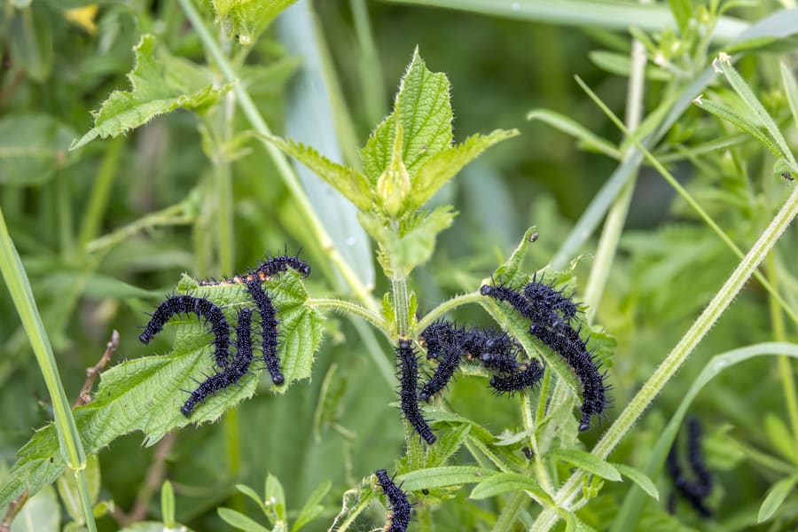 Nettle (Urtica dioica) plant