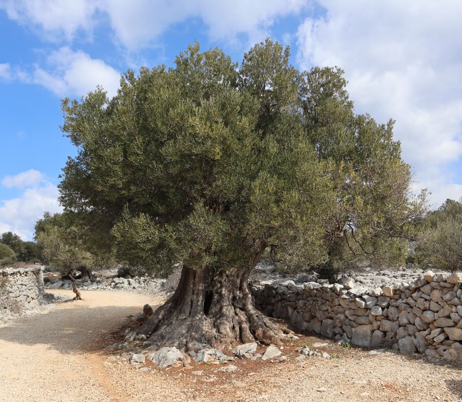 Olive (Olea europaea) plant