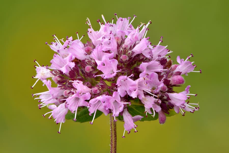 Oregano (Origanum vulgare) plant