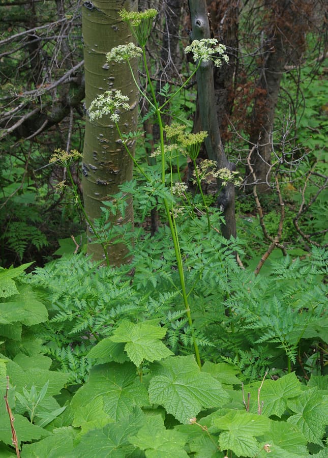 Osha (Ligusticum porteri) plant