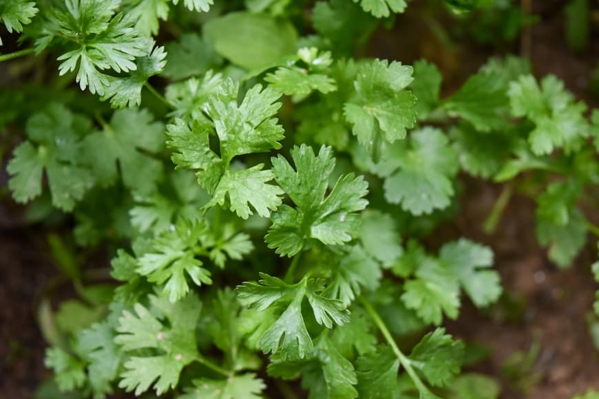 Parsley (Petroselinum crispum) plant