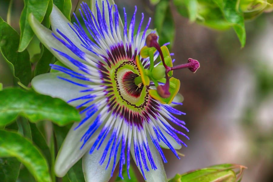 Passionflower (Passiflora incarnata) plant