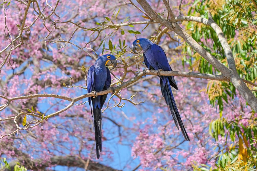 Pau d'Arco (Tabebuia impetiginosa) plant