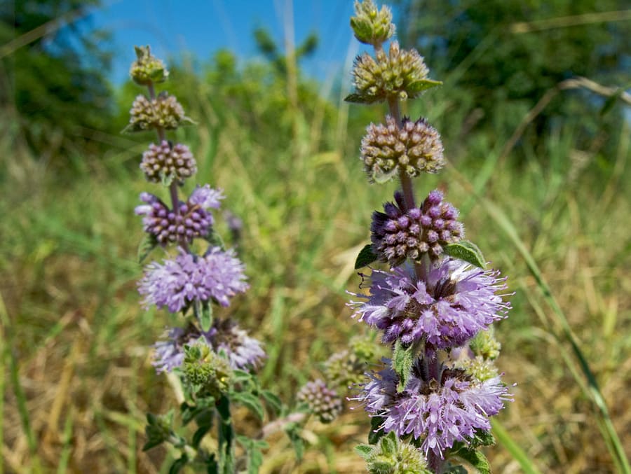 Pennyroyal (Mentha pulegium) plant