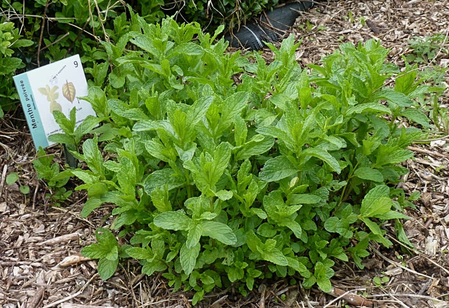 Peppermint (Mentha x piperita) plant