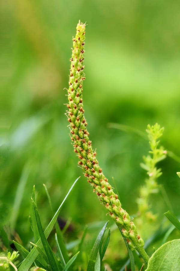 Plantain (Plantago major) plant