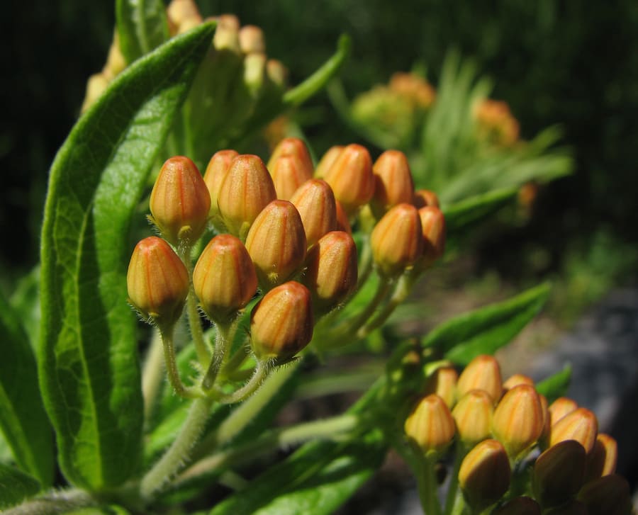 Pleurisy Root (Asclepias tuberosa) plant