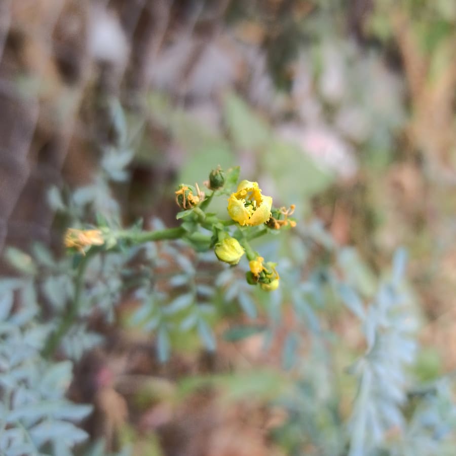 Prickly ash (Rutaceae) plant