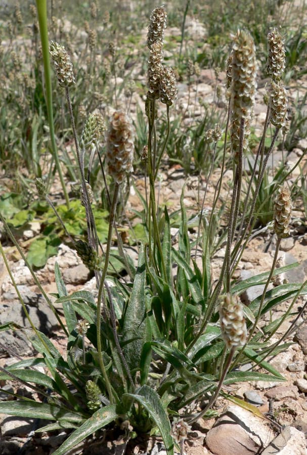 Psyllium (Plantago ovata) plant