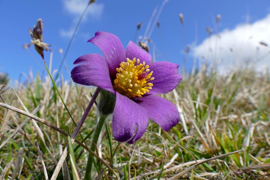 Pulsatilla (Pulsatilla vulgaris) plant