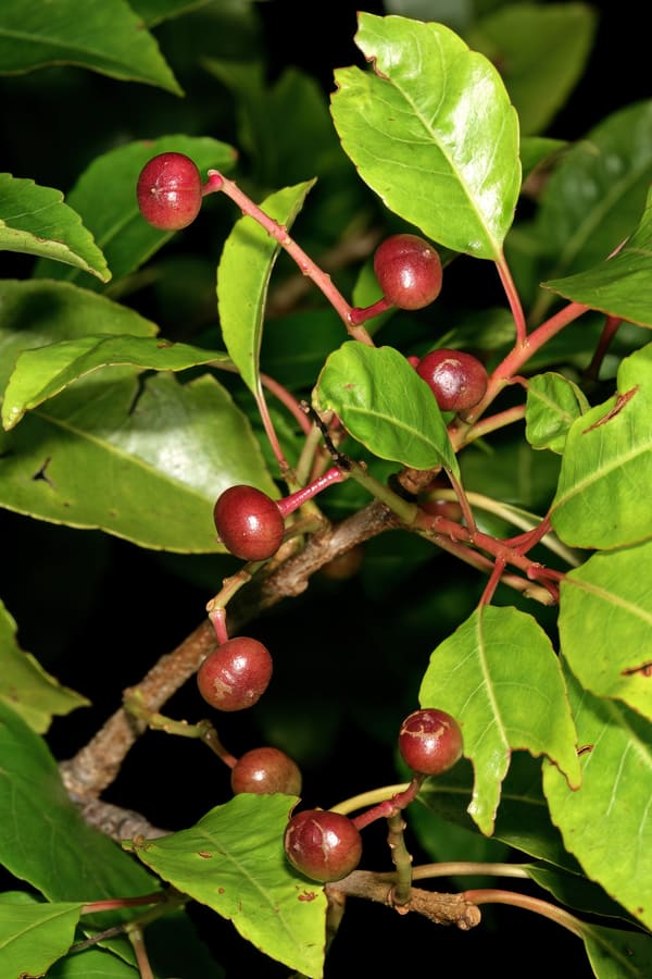 Pygeum (Pygeum africanum) plant