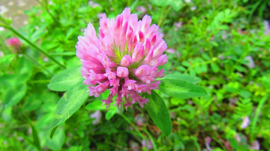 Red Clover (Trifolium pratense) plant