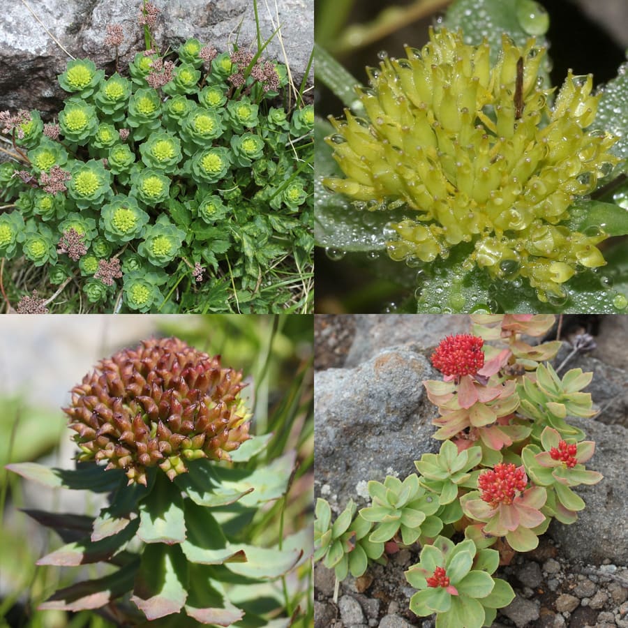 Rhodiola (Rhodiola rosea) plant