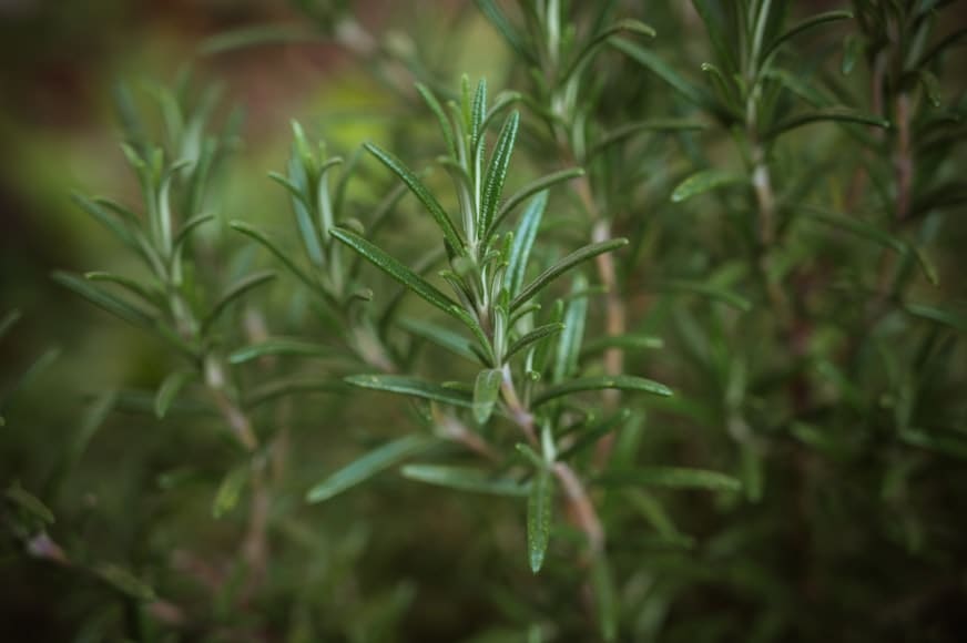 Rosemary (Rosmarinus officinalis) plant