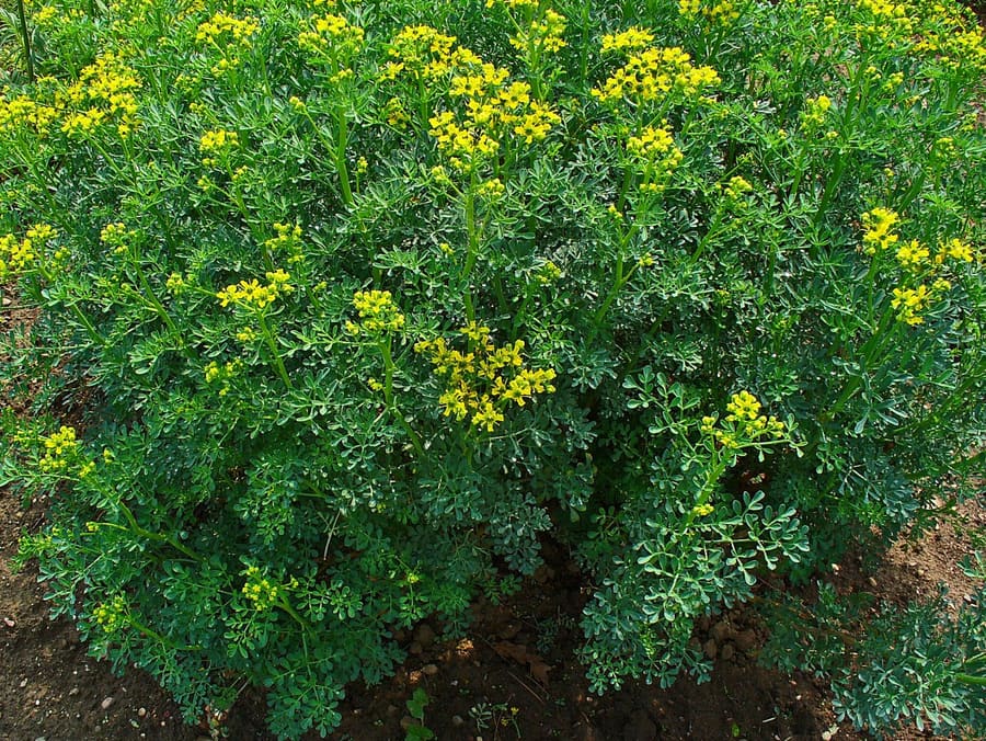 Rue (ruta graveolens) plant