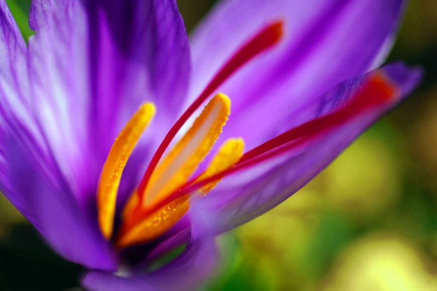 Saffron (Crocus sativa) plant