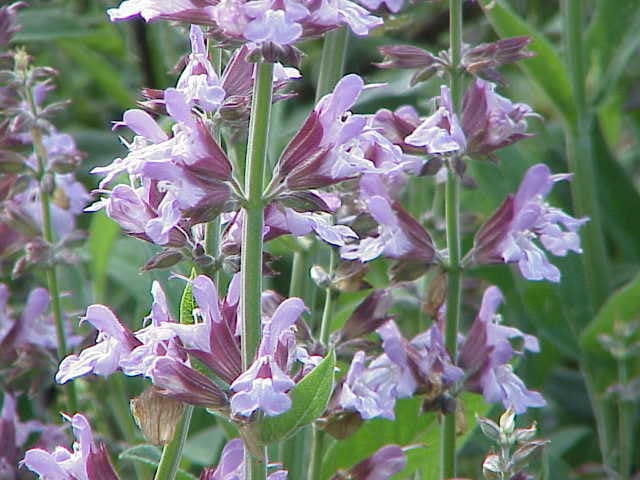Sage (Salvia officinalis) plant