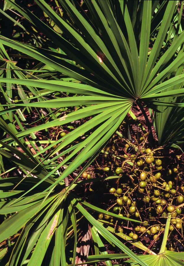 Saw Palmetto (Serenoa repens) plant