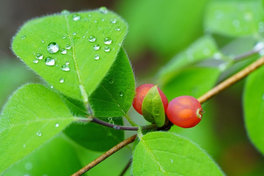 Schisandra (Schisandra chinensis) plant