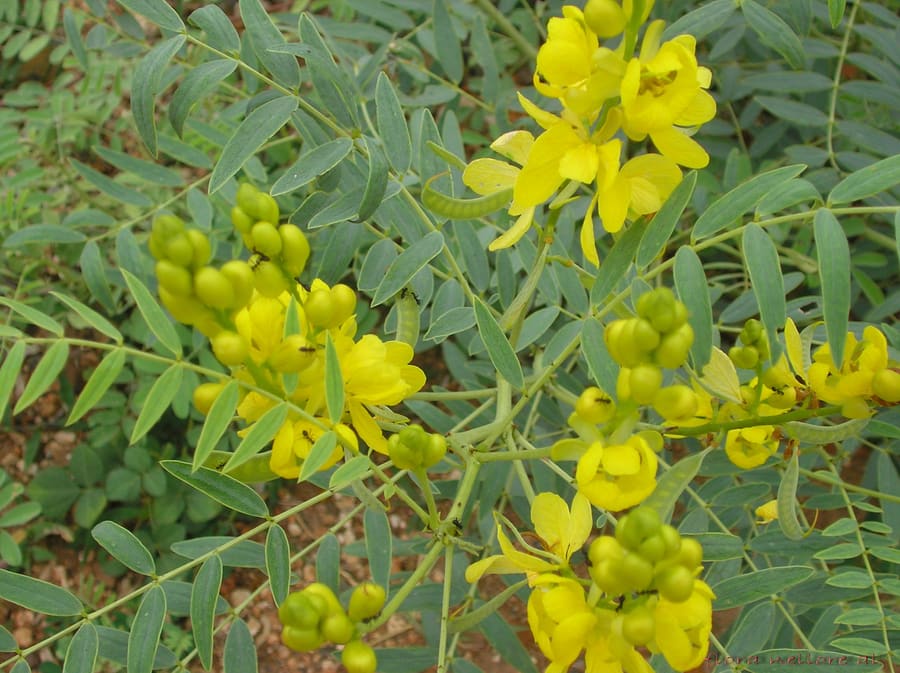 Senna (Cassia senna) plant