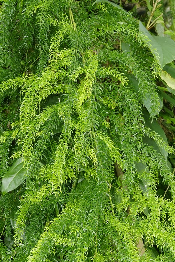 Shatavari (Asparagus racemosus) plant