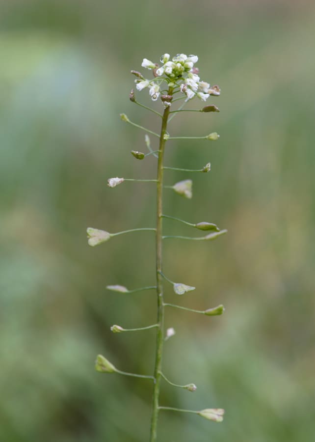 Shepherd’s Purse (Capsella bursa-pastoris) plant
