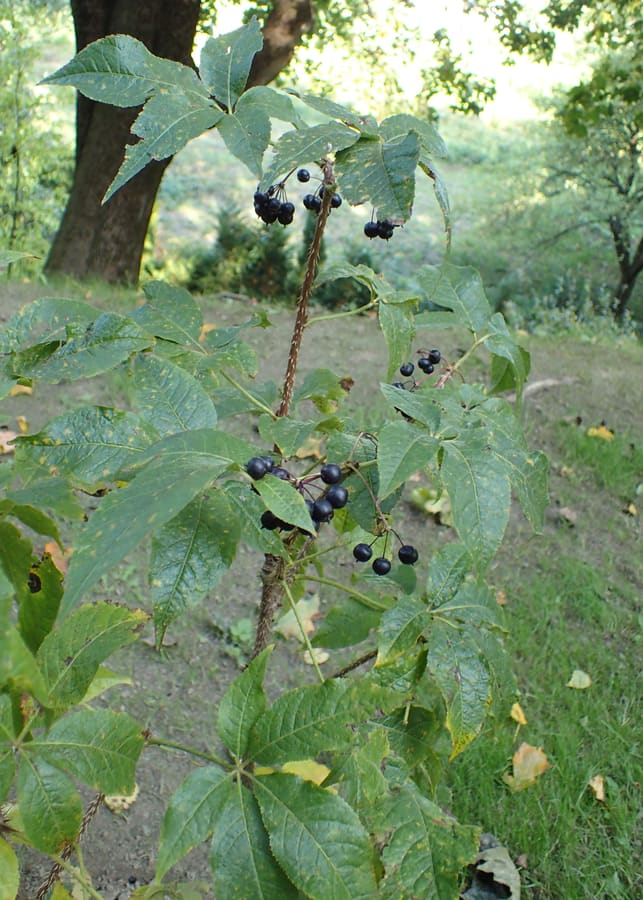 Siberian Ginseng (Eleutherococcus senticosus) plant