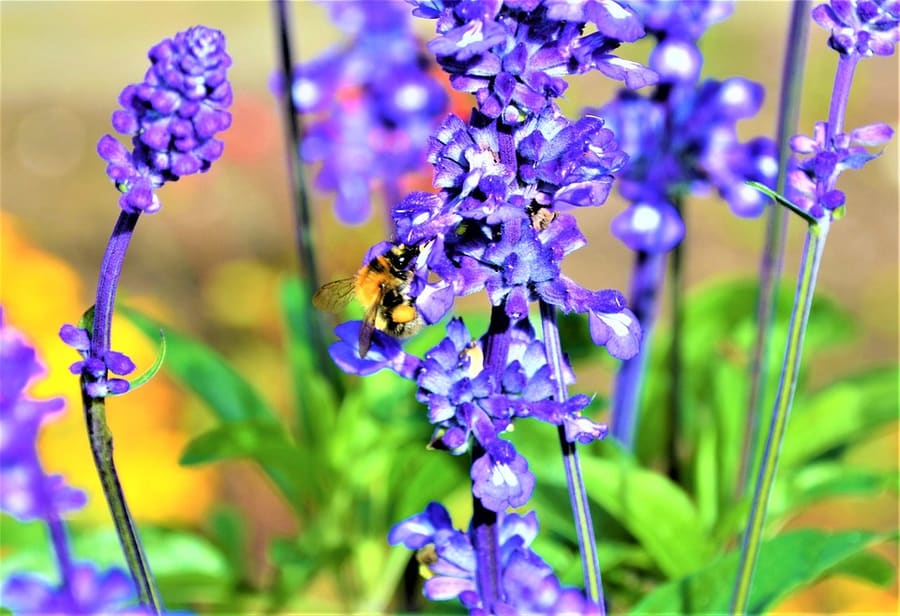 Skullcap (Scutellaria lateriflora) plant