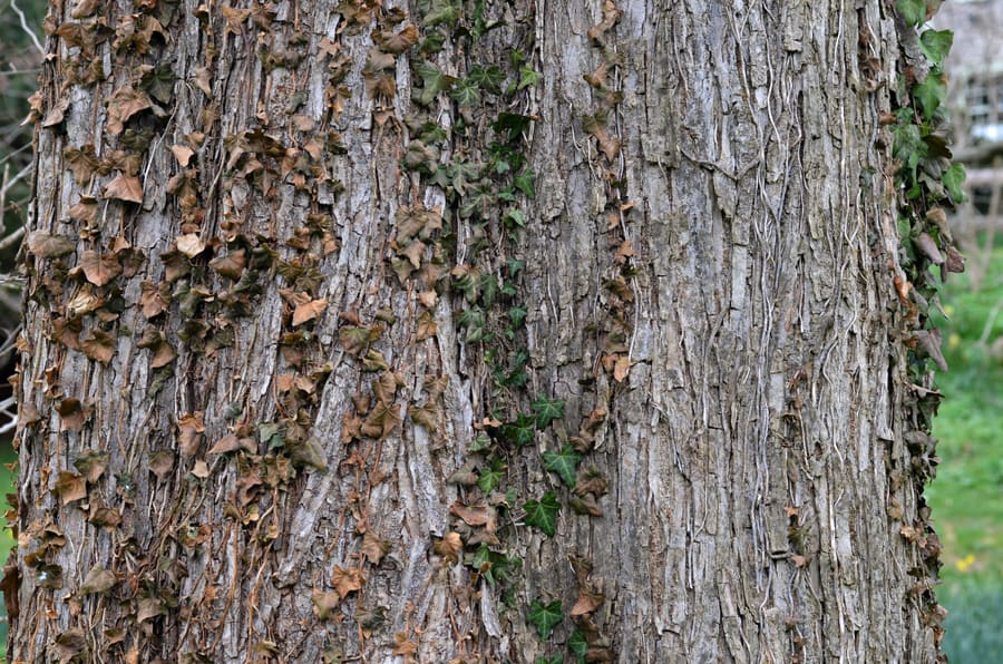 Slippery Elm (Ulmus rubra) plant