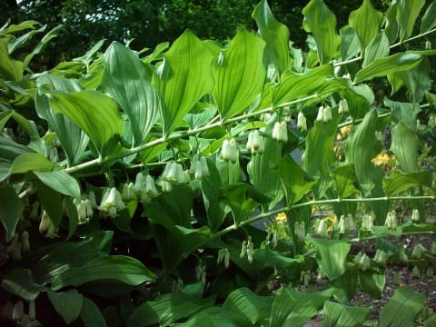 Solomon’s Seal (Polygonatum multiflorum) plant