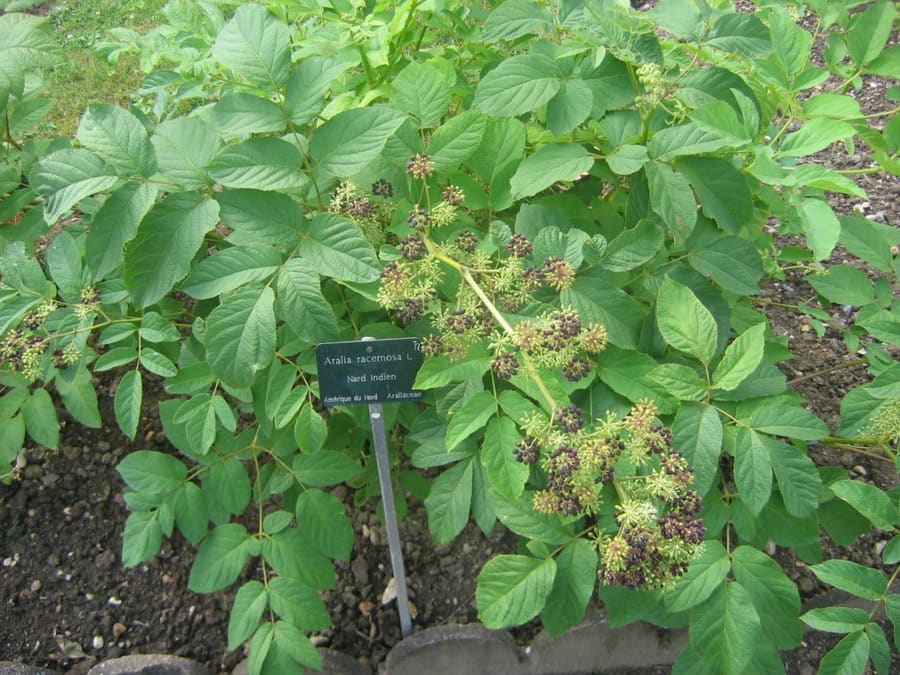 Spikenard (Aralia racemosa) plant