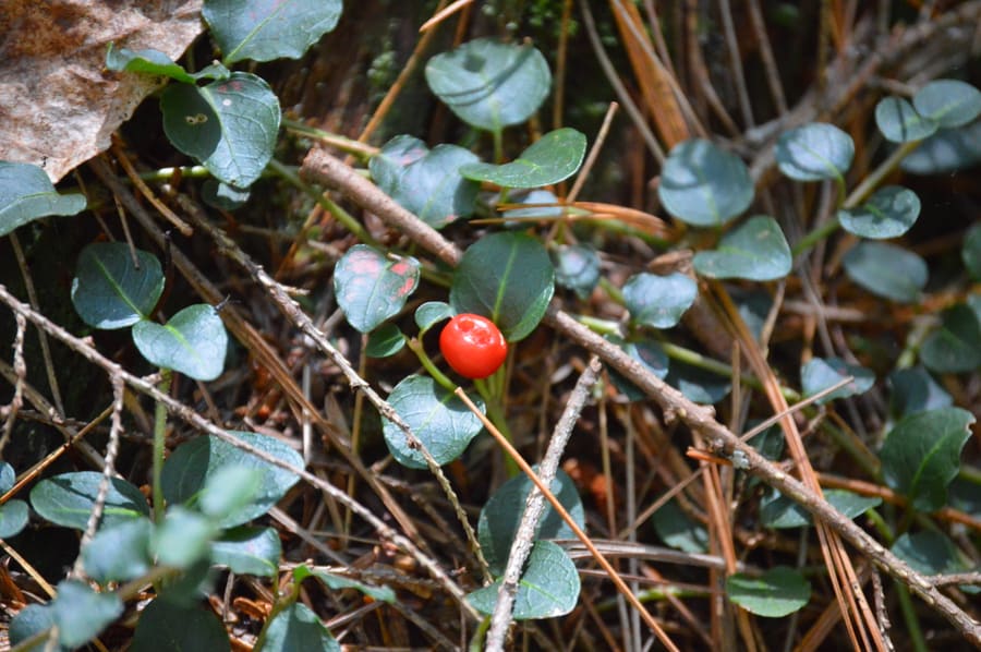 Squaw Vine (Mitchella repens) plant
