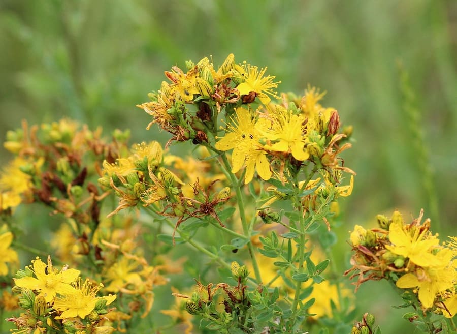 St. John’s Wort (Hypericum perforatum) plant