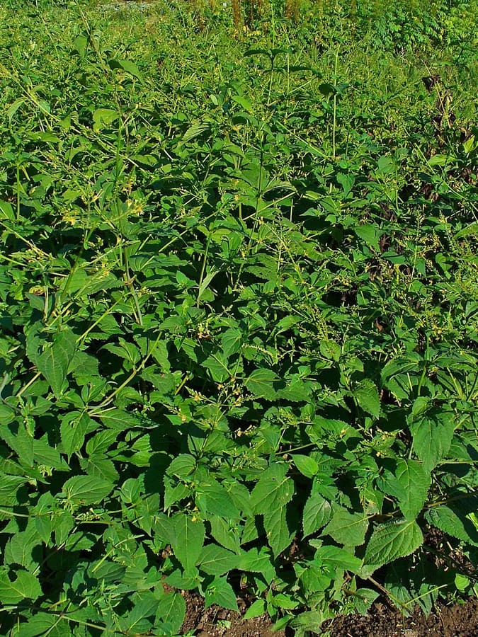 Stone Root (Collinsonia canadensis) plant