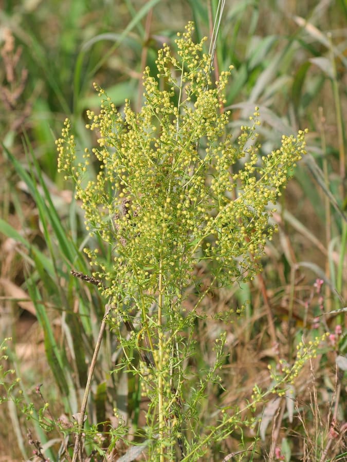 Sweet Annie (Artemisia annua) plant