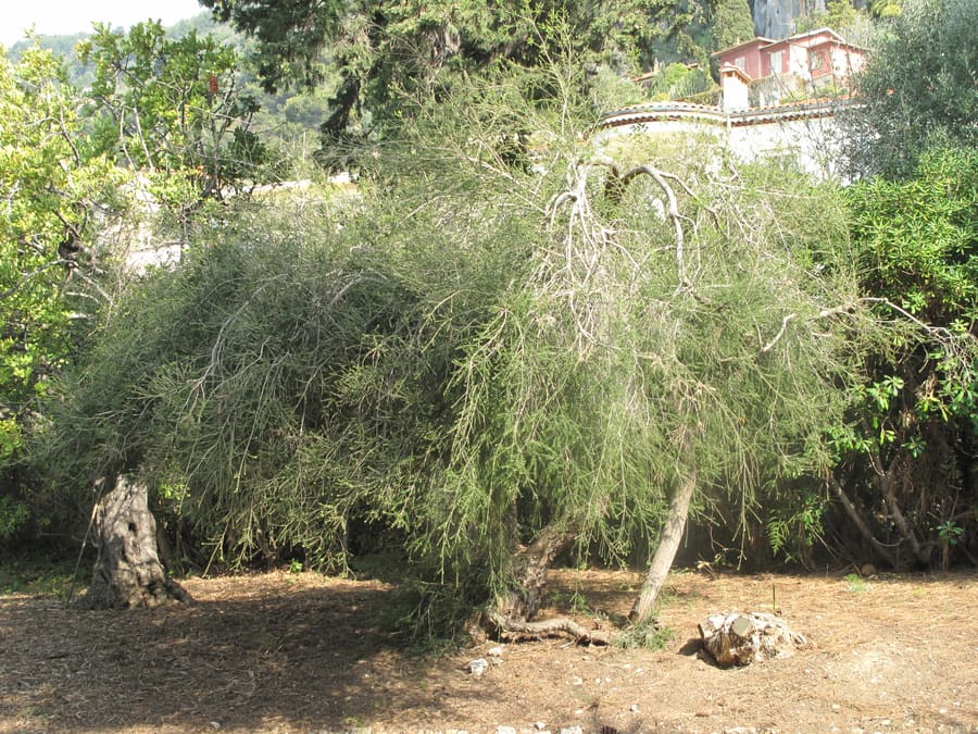 Tea Tree (Melaleuca alternifolia) plant
