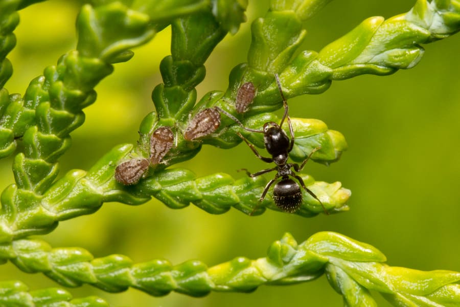 Thuja (Thuja occidentalis) plant