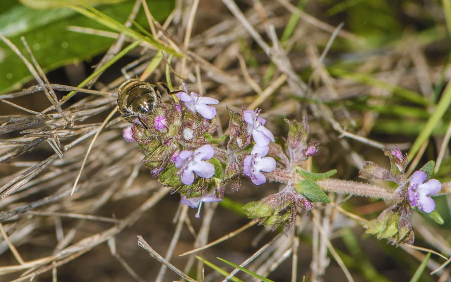Thyme (Thymus vulgaris) plant