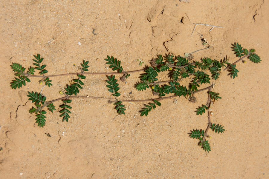 Tribulus (Tribulus terrestris) plant