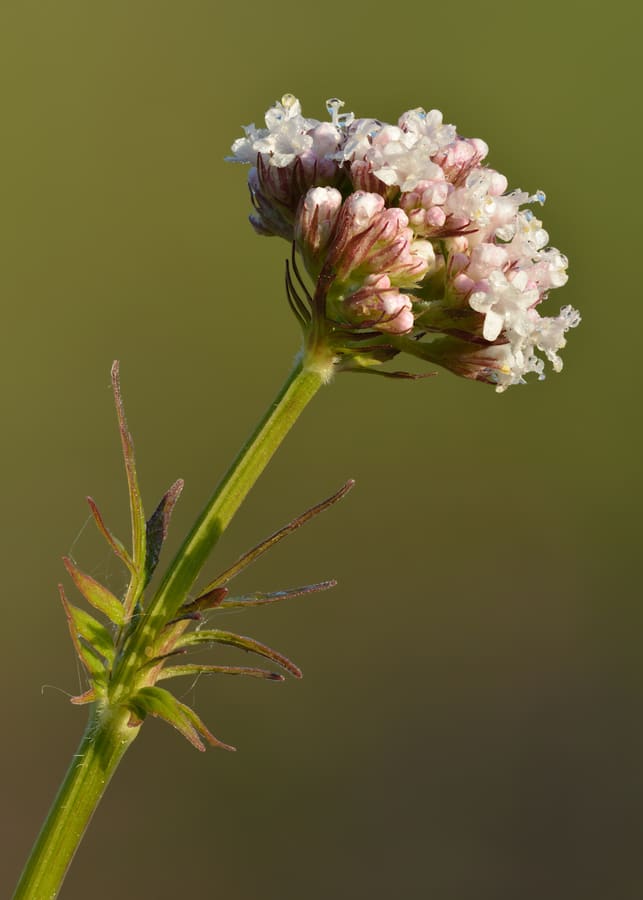Valerian (Valeriana officinalis) plant