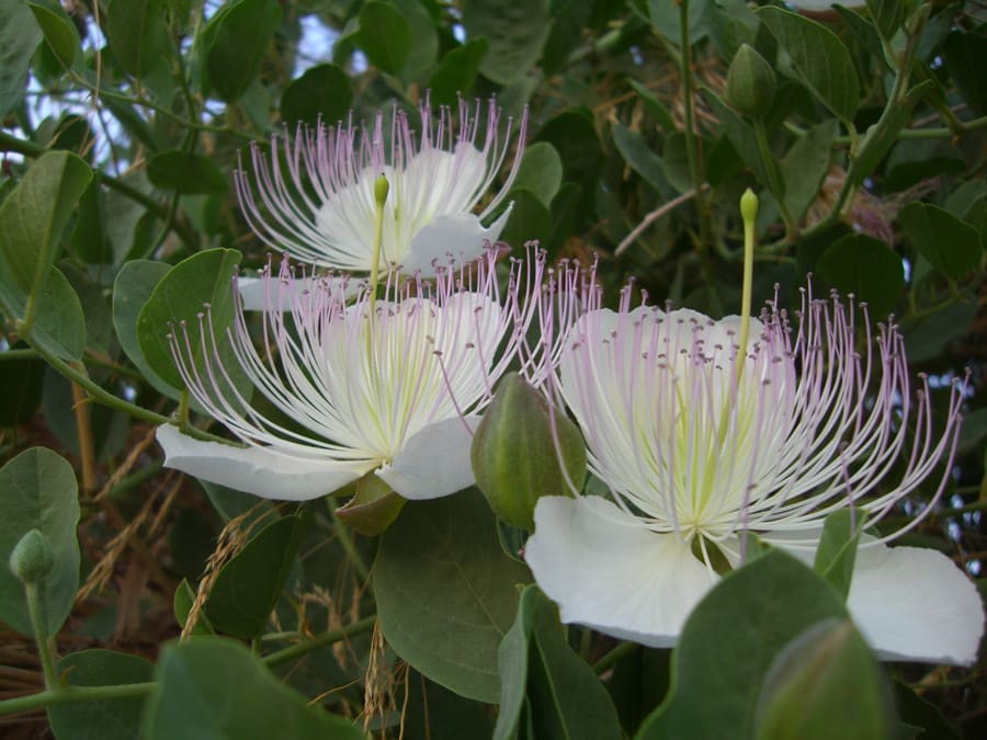 Varuna (Capparidaceae) plant