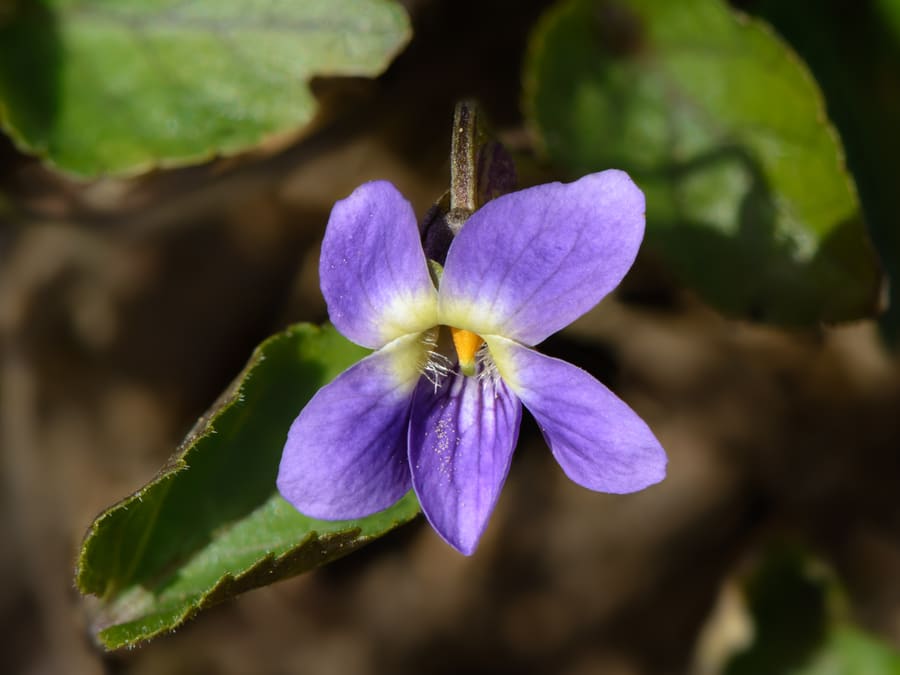 Violet (Viola odorata) plant