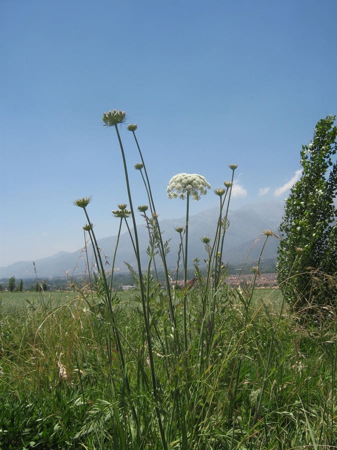 Visnaga (Ammi visnaga) plant